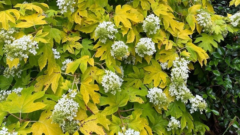 Tiny white flowers of 'Little Honey' hydrangea