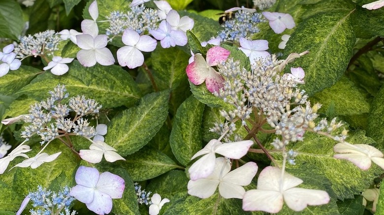 Butterfly-shaped flowers of 'Omacha Variegated' hydrangea