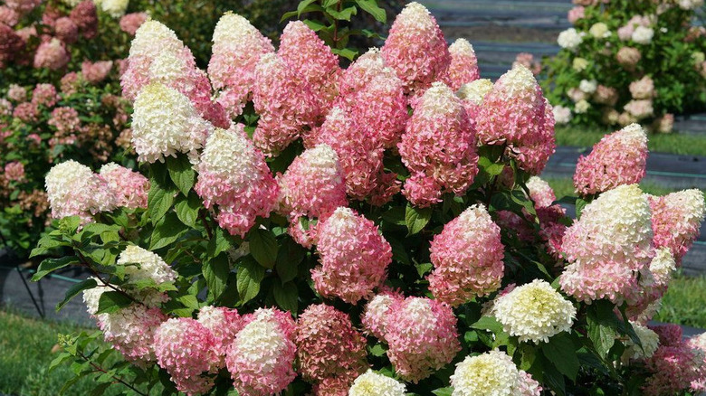 White and pink flowers of 'Quick Fire Fab' hydrangea