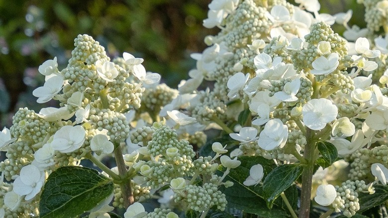 White flowers of Razzleberri hydrangea in bloom