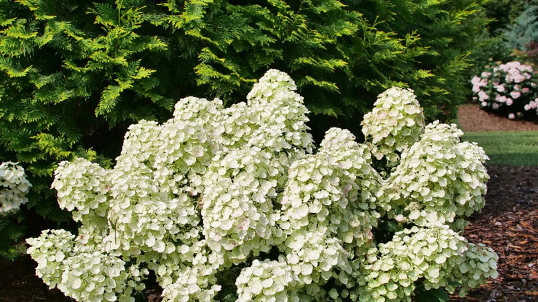 'Tiny Quick Fire' hydrangea with white flowers