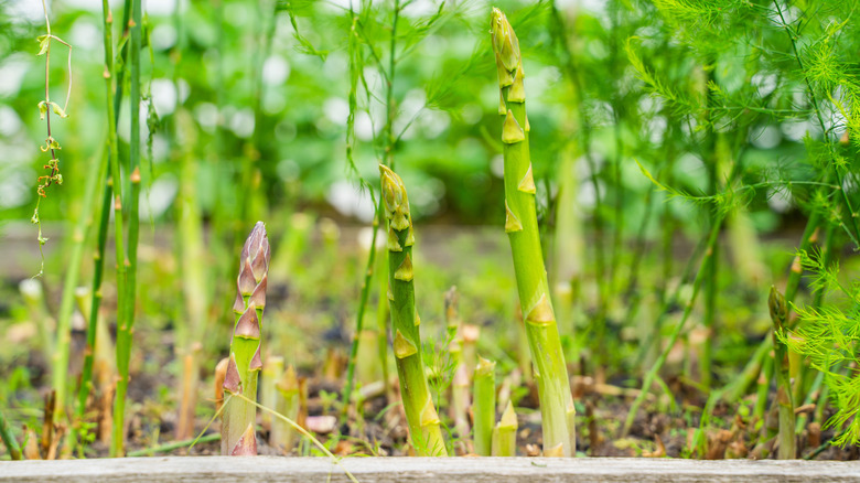 Mature asparagus stalks stick up tall in a raised garden bed.
