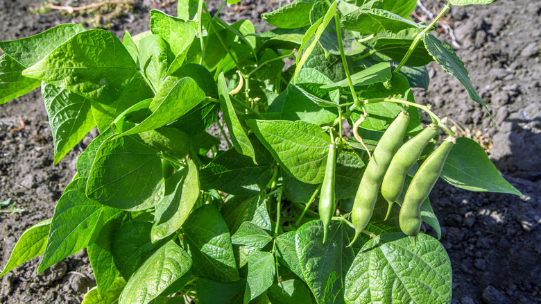 Short green bush beans growing in the garden.