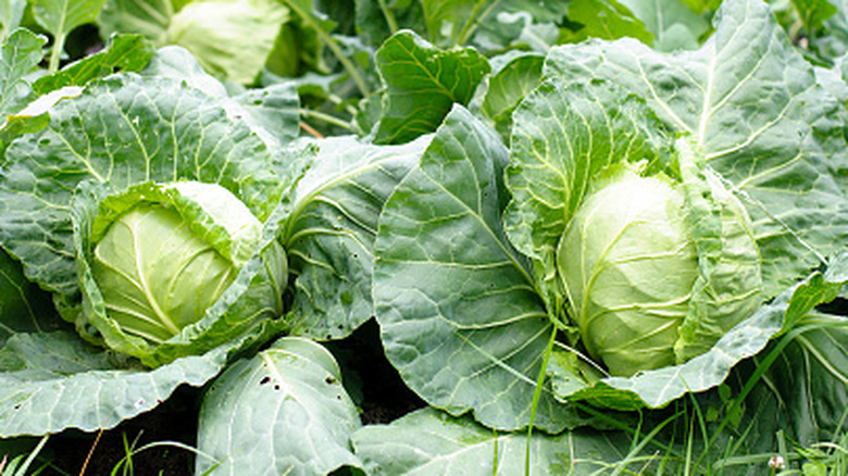 Harvest-ready cabbages growing in a garden.