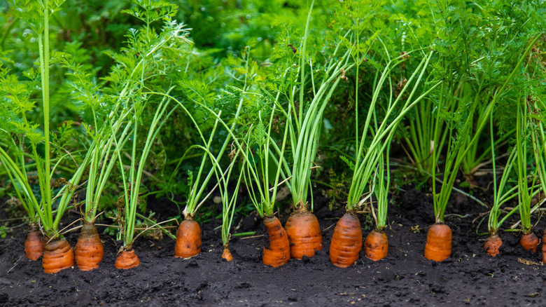 Orange carrots growing in a home garden.