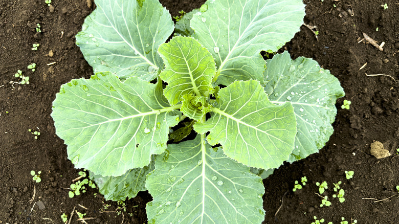 Collard greens growing in a garden.