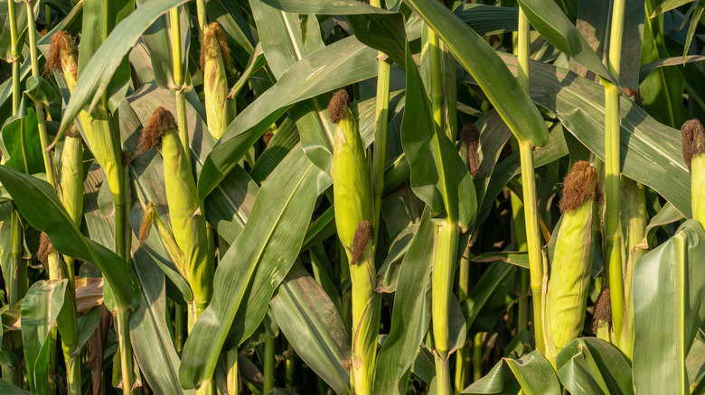 Lots of corn cobs growing on plants in a densely planted garden bed.