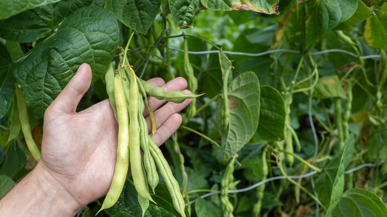 A hand holds a bunch of cowpeas growing in a garden.