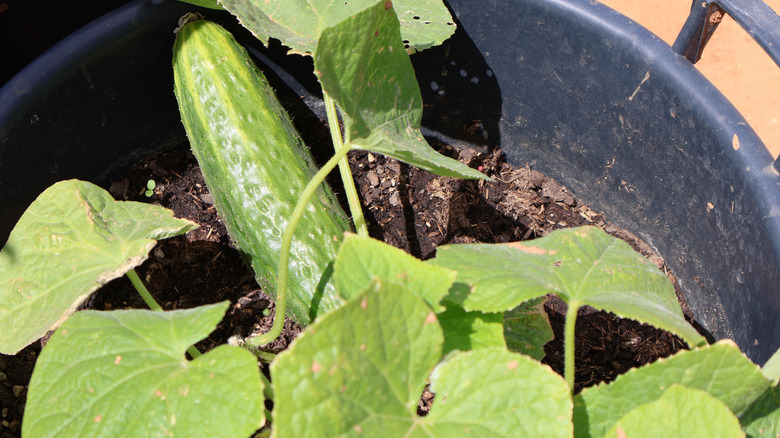 A mature cucumbers on a vine that's growing in a black plastic planter in an urban garden.