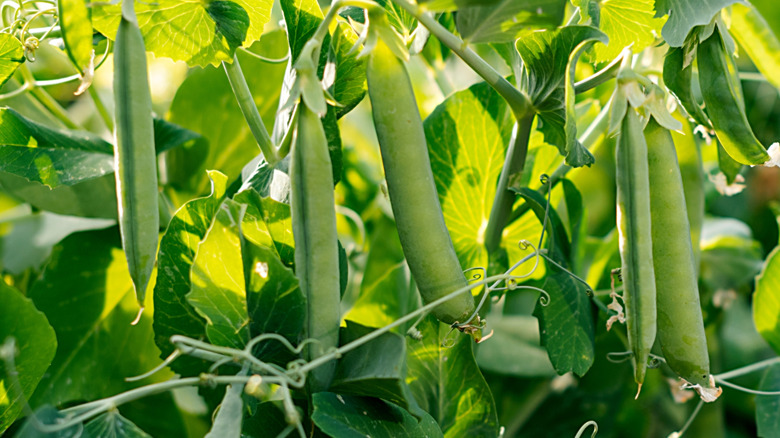 Green garden peas growing in a backyard garden.
