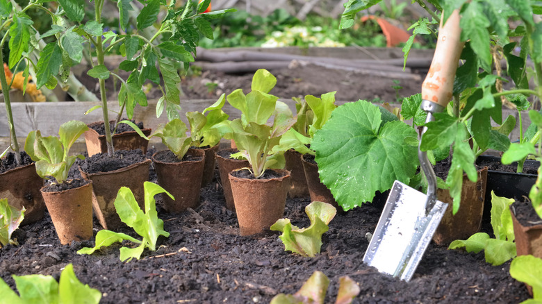 A home garden with vegetable seedlings and a trowel shoved into the soil.