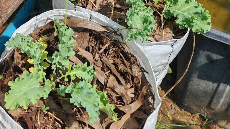 Kale growing in grow bags in an urban garden.