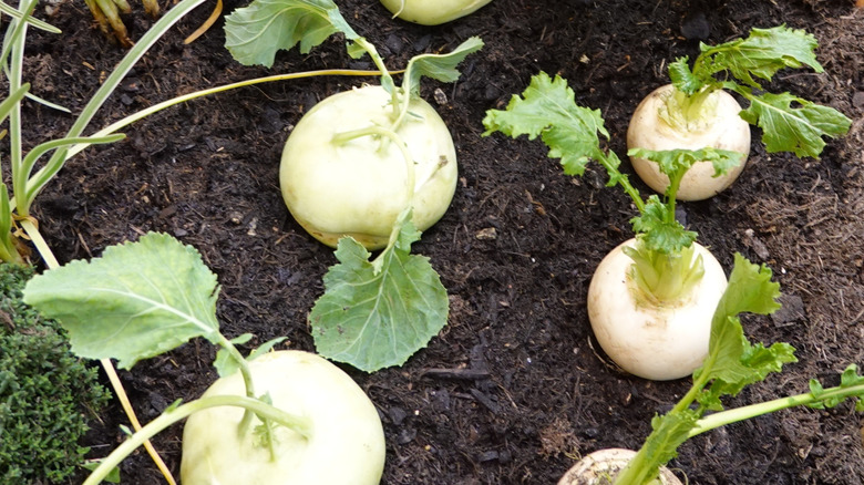A kohlrabi growing in a garden bed.