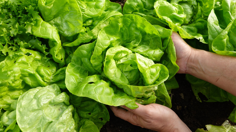 Hands holding a green lettuce growing in a garden bed with other lettuces.