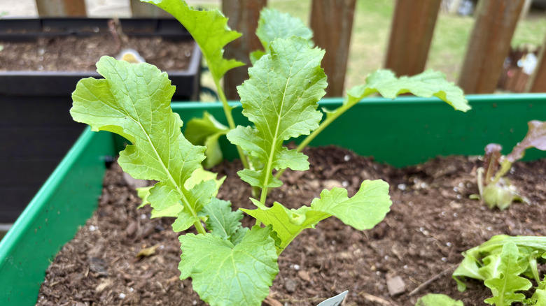 Small mustard leaves growing in a raised garden bed.