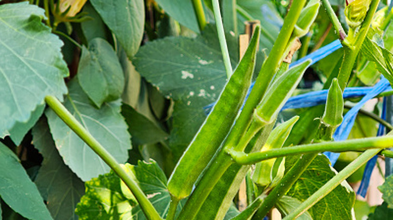 Green okra growing in a garden.