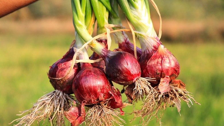 A hand holds a recently harvested bundle of onions in a backyard.