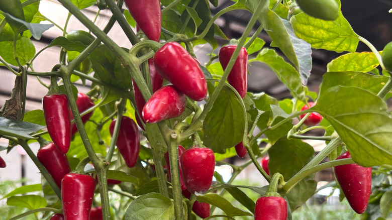 Harvest-ready red peppers hanging on a plant in a garden.