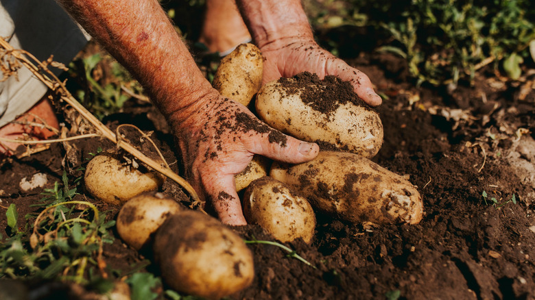 Hands harvesting grown potatoes from the soil.