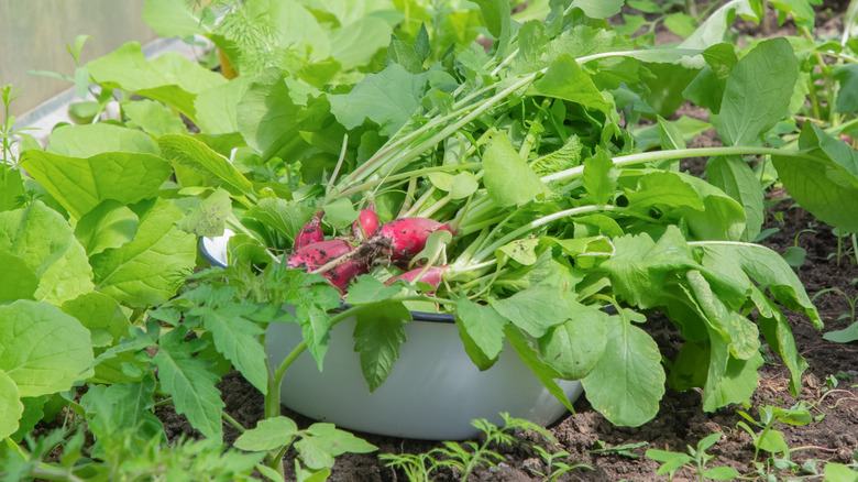 A white enamel bowl full of harvested red radishes in a garden bed.