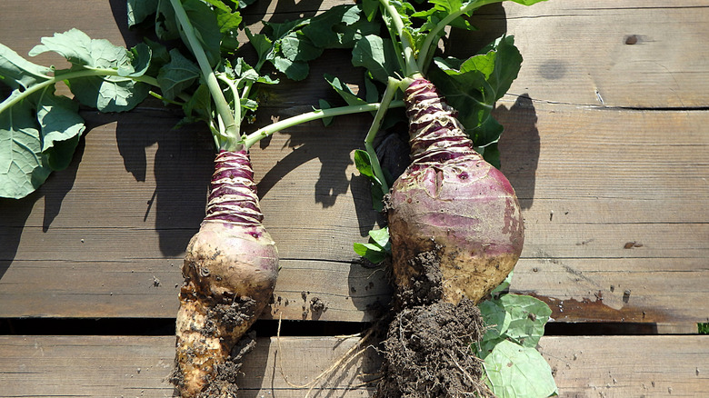 Freshly harvested rutabagas on a wooden deck.