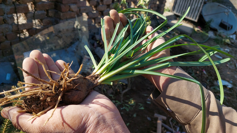 Hands holding a freshly harvested salsify plant.