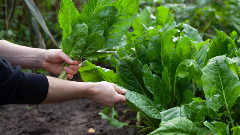 A person picks leaves of spinach off plants growing in a vegetable garden.