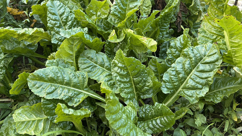 Young green leaves of Swiss chard growing in a garden bed.