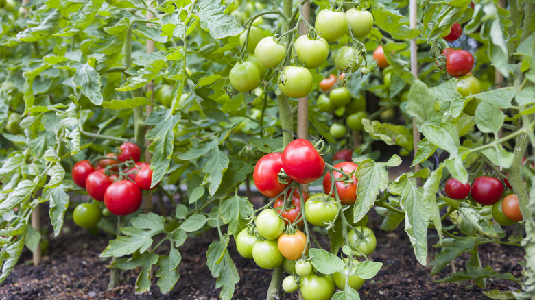 Raw green and ripe red tomatoes growing in a garden.