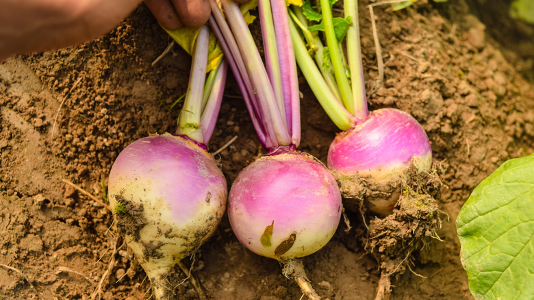 Light purple-colored turnips being harvested in a garden