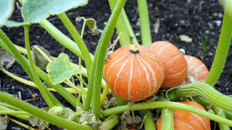 Orange-colored winter squash growing in a garden