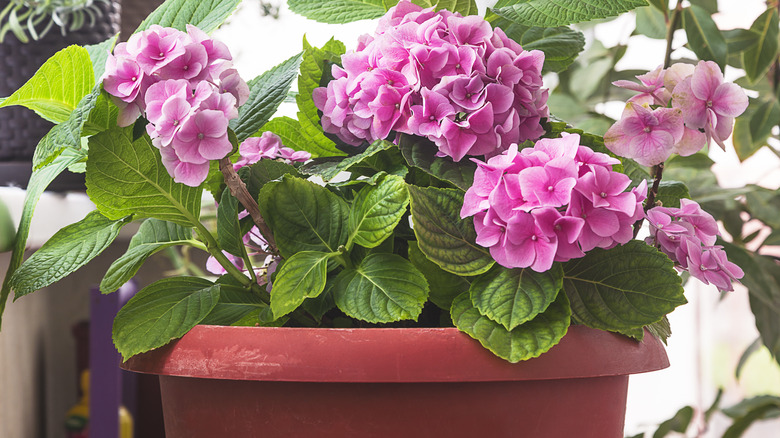 A bigleaf hydrangea plant growing on a sunny windowsill.