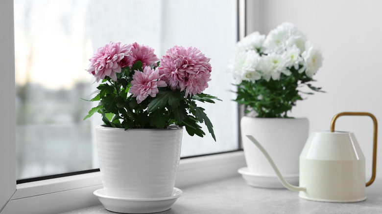 Pink and white chrysanthemums growing in pots on a windowsill.