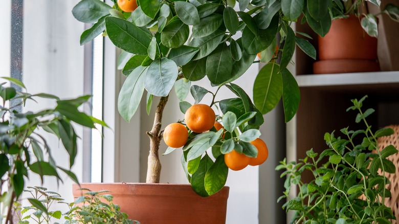 An indoor citrus tree laden with orange fruit.