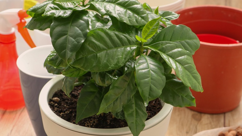 A young coffee plant grows in a white pot.