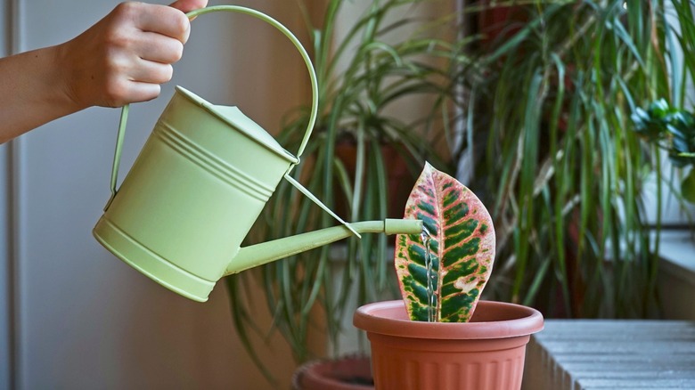 A hand holds a green can while watering a potted croton leaf.