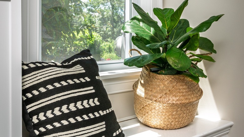 A fiddle-leaf fig plant in a woven basket near a windowsill.