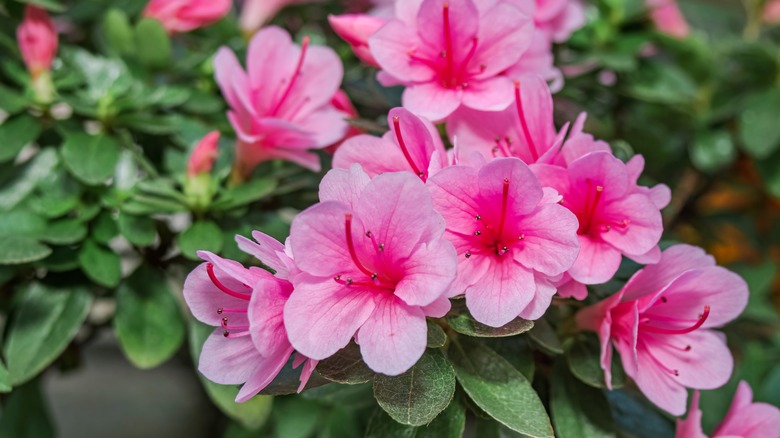 The beautiful pink flowers of a florist's azalea.
