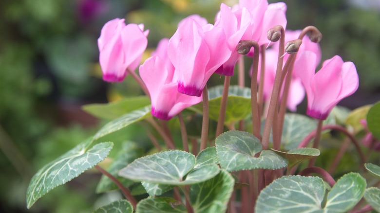 The pink flowers of a florist's cyclamen.