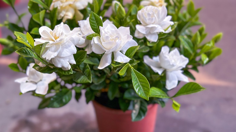 White gardenia flowers blooming on a potted plant.