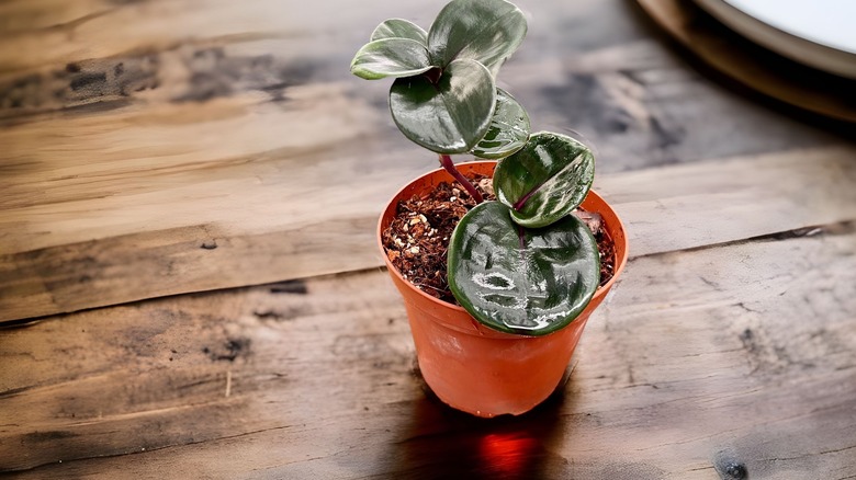 A small geo plant growing in a plastic planter on a wooded table.