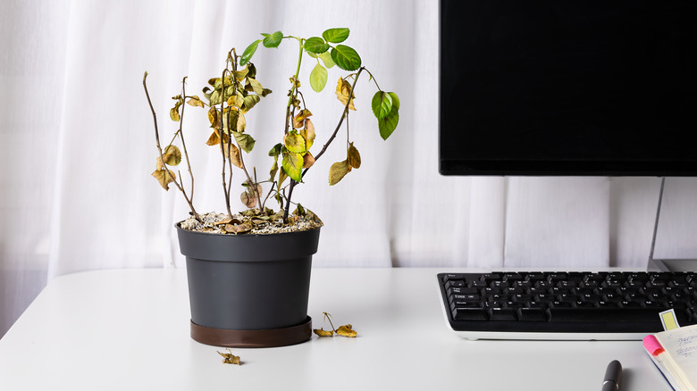 A dying houseplant on a desk beside a turned-off computer screen and keyboard.