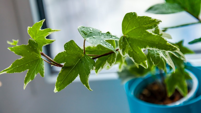 Water droplets on the leaves of an ivy plant