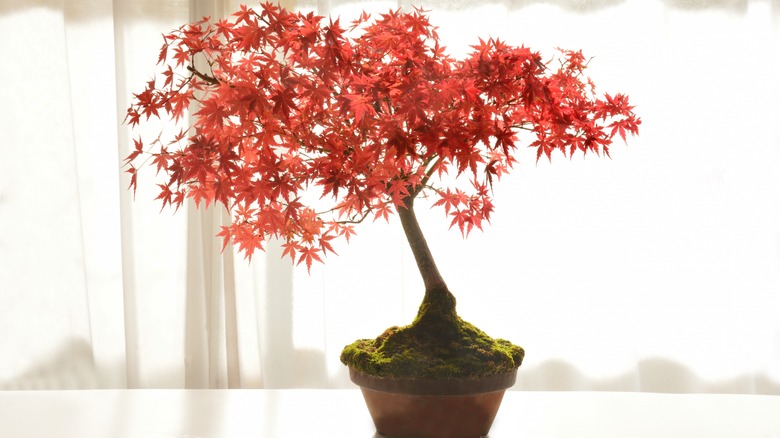 Japanese maple bonsai growing indoors.