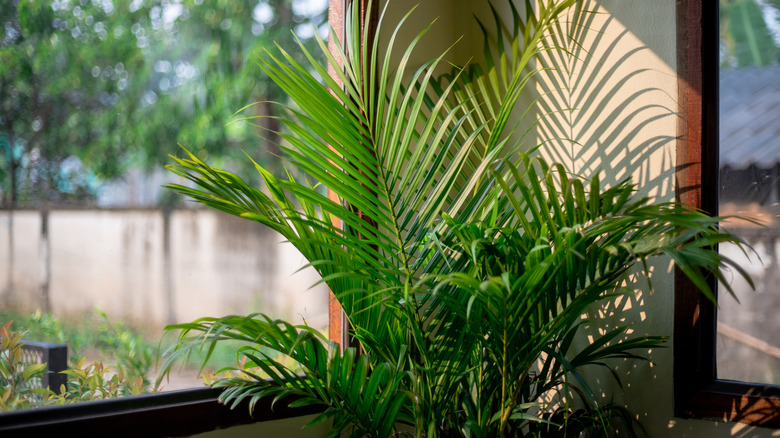 A majesty palm growing in a square white pot.