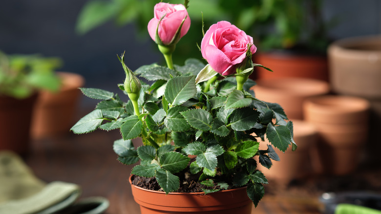 A pink-flowering miniature rose shrub growing in a pot.