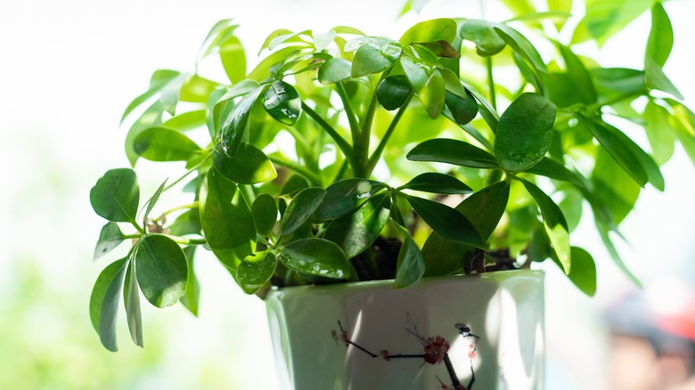 A money tree growing indoors in a ceramic pot.