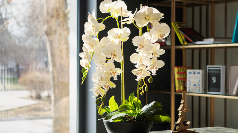 An indoor orchid with white flowers.