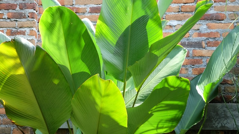 A rattle snake plant with large green leaves growing indoors against a brick wall.