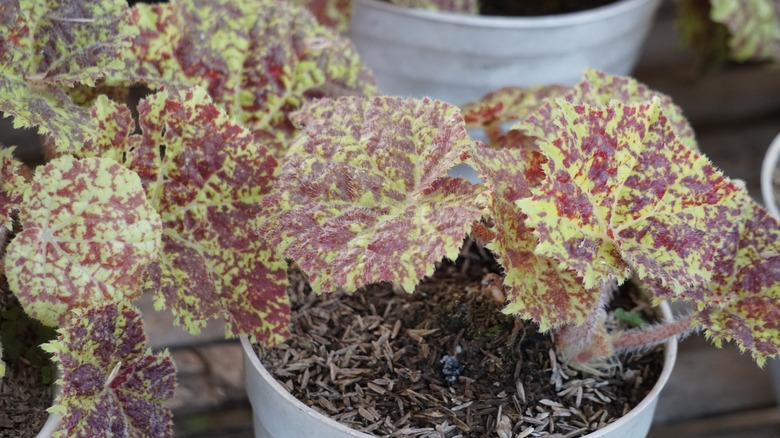 Rex begonias growing in a white pots indoors.